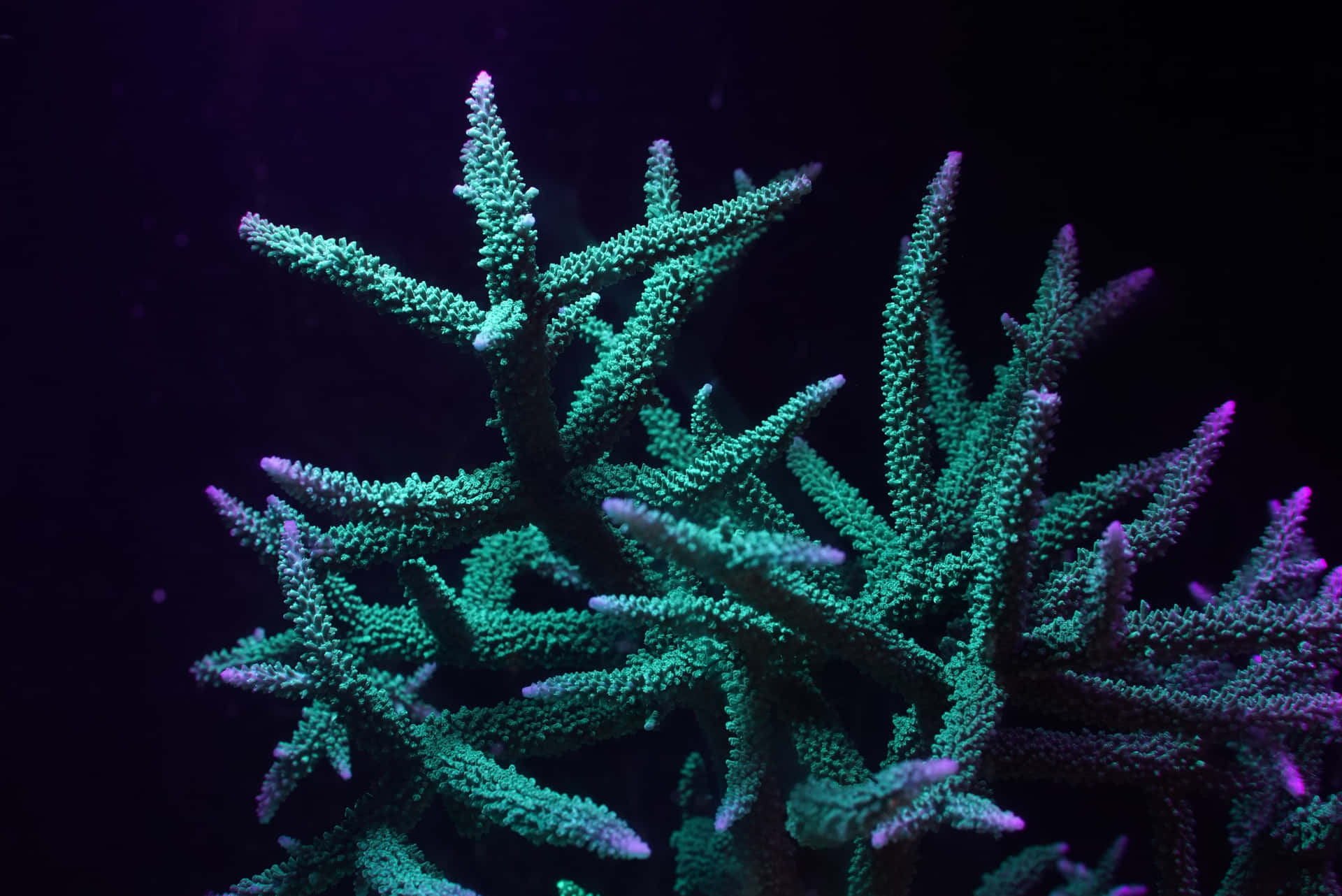 Glowing Staghorn Coralin Deep Blue Water Wallpaper