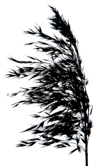 Glowing Tree Outline Night PNG