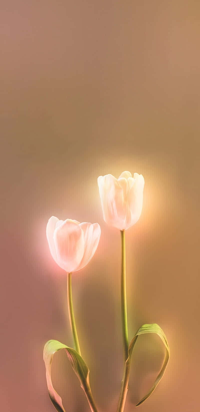 Glowing_ Tulips_ Backlit_ Elegance.jpg Wallpaper