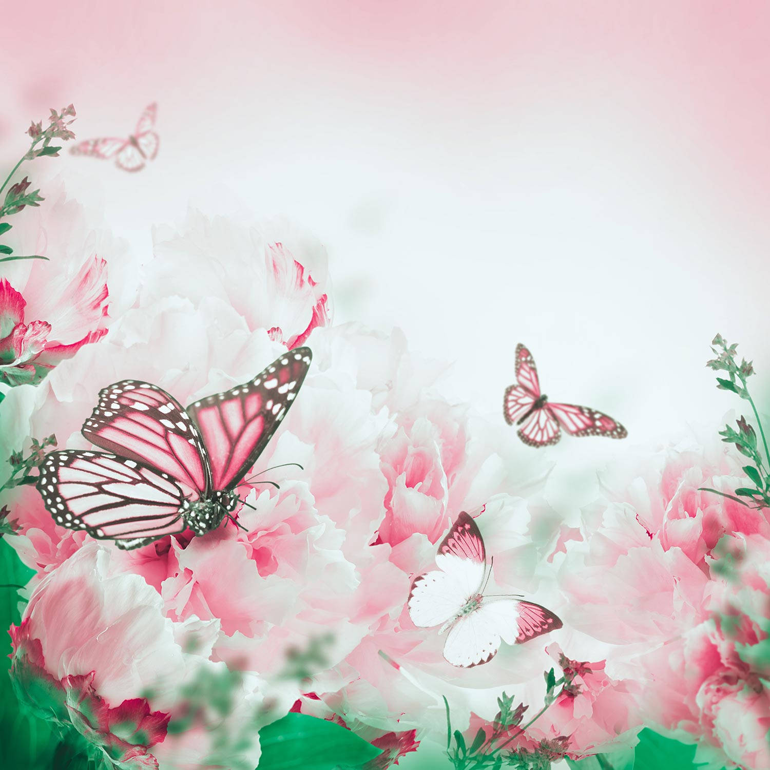 Glowing White And Cute Pink Butterfly Insects Wallpaper