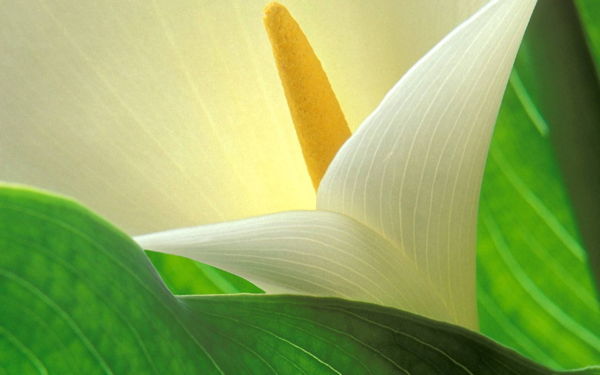 Glowing White Lily Flower Wallpaper