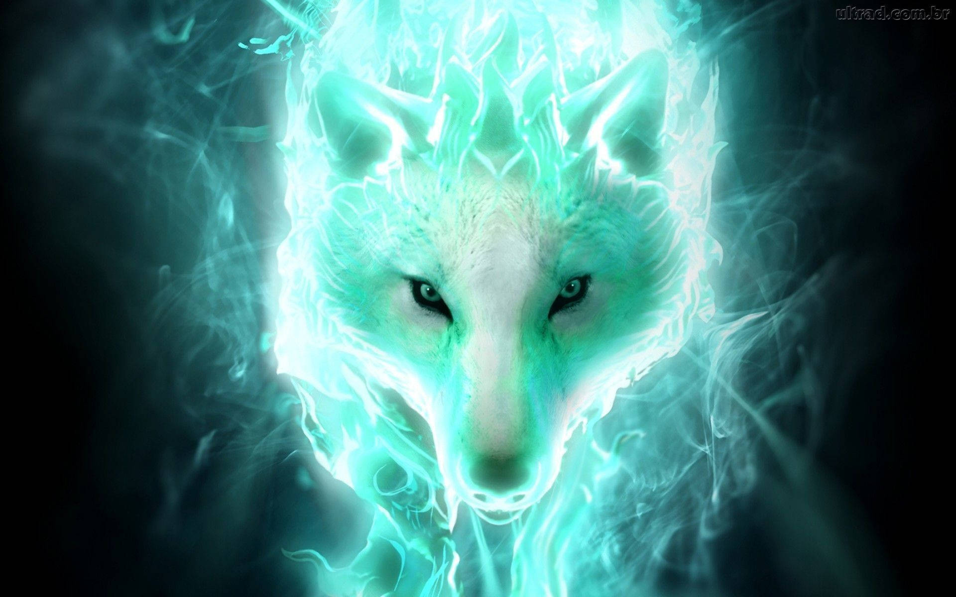 Download Glowing Wolf Wild Animal Wallpaper 