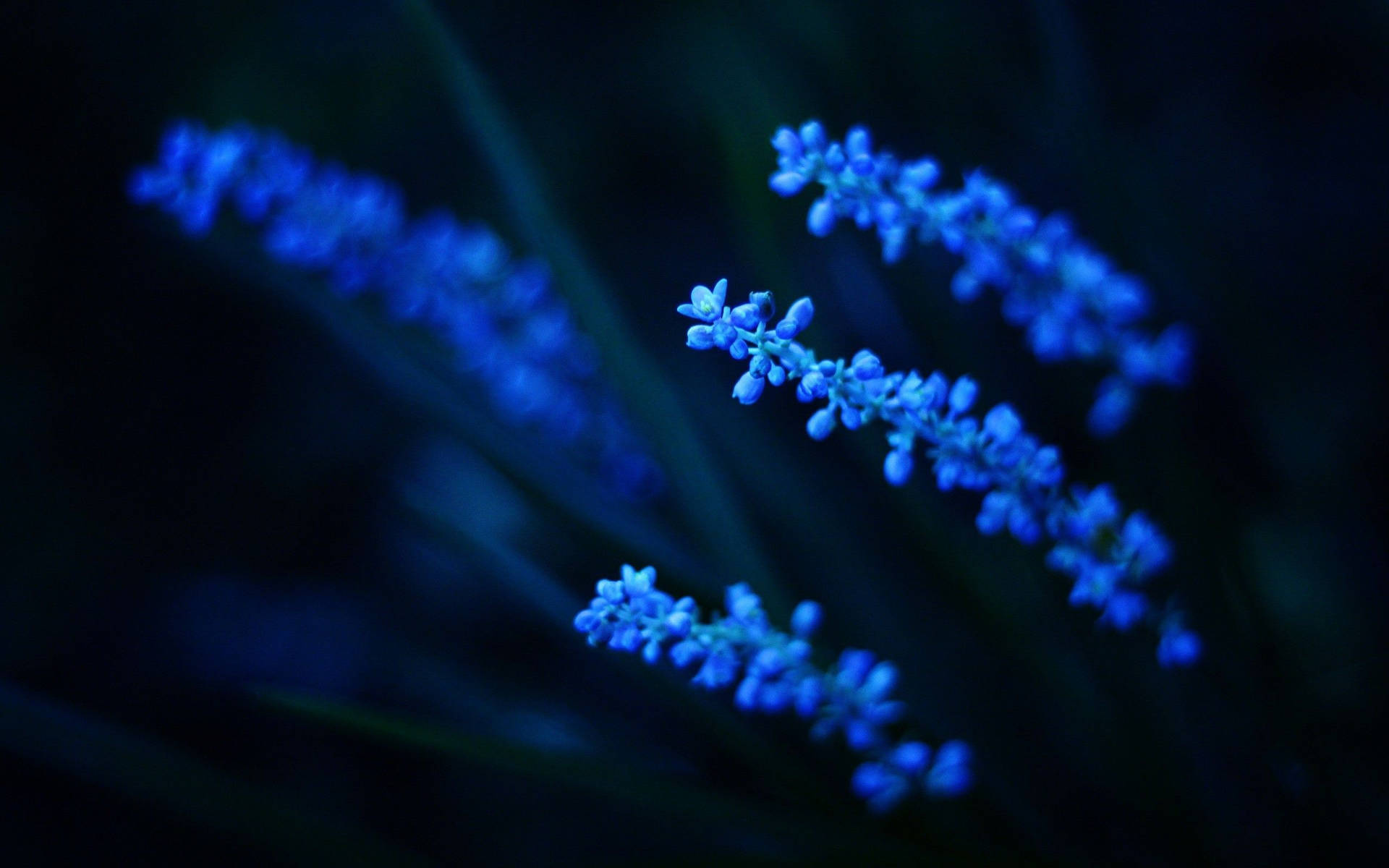 Glowy Plant Dark And Blue Aesthetic Laptop Wallpaper