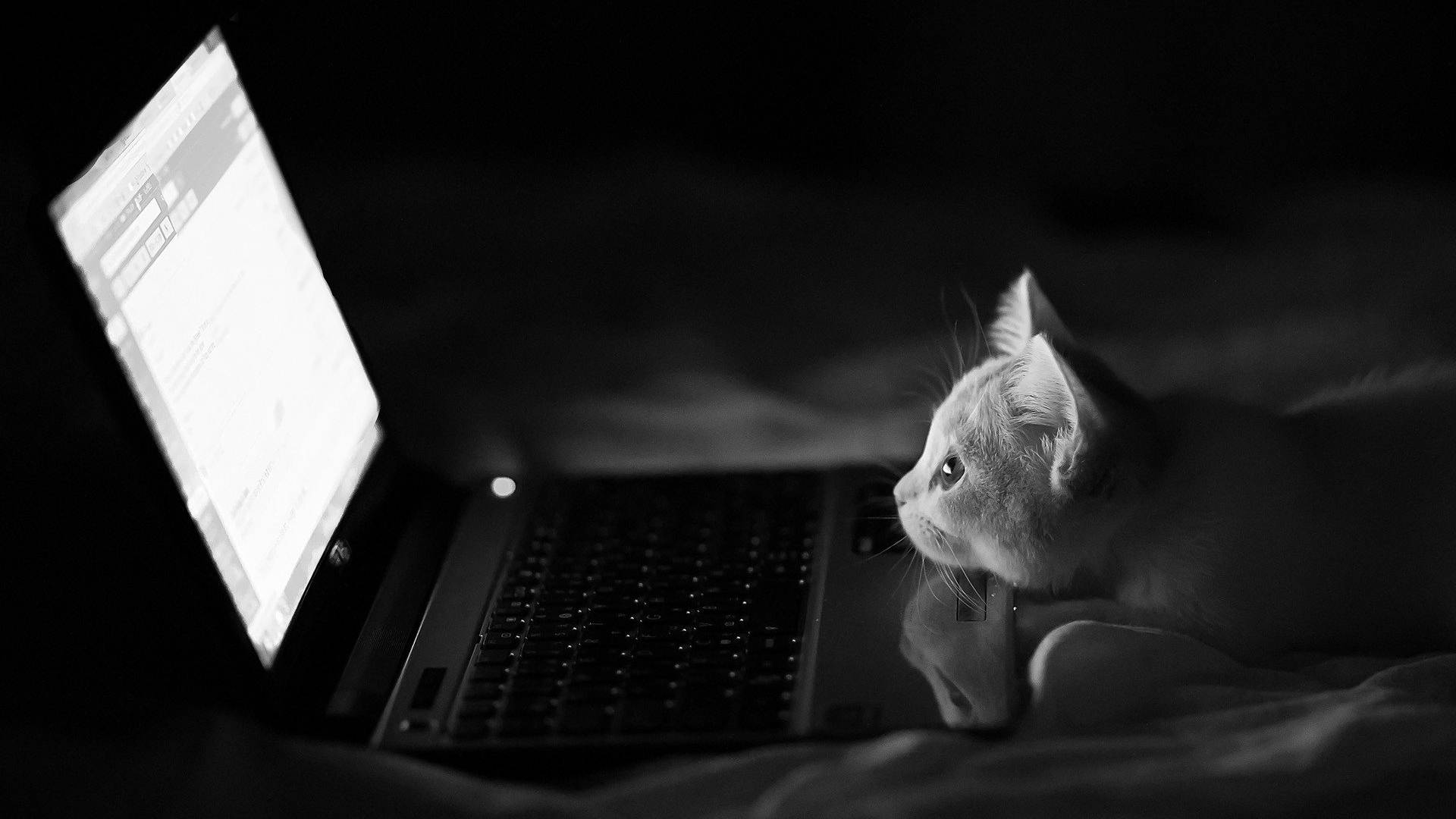 Gmail Kitty On Laptop Wallpaper