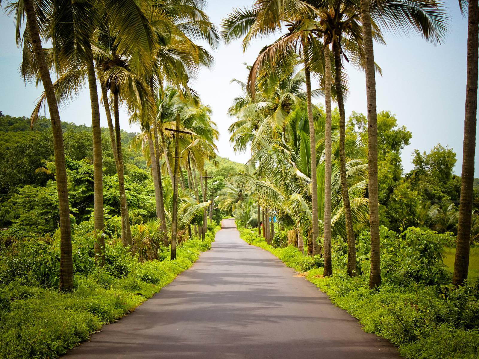Goa India Pathway With Palm Trees Wallpaper