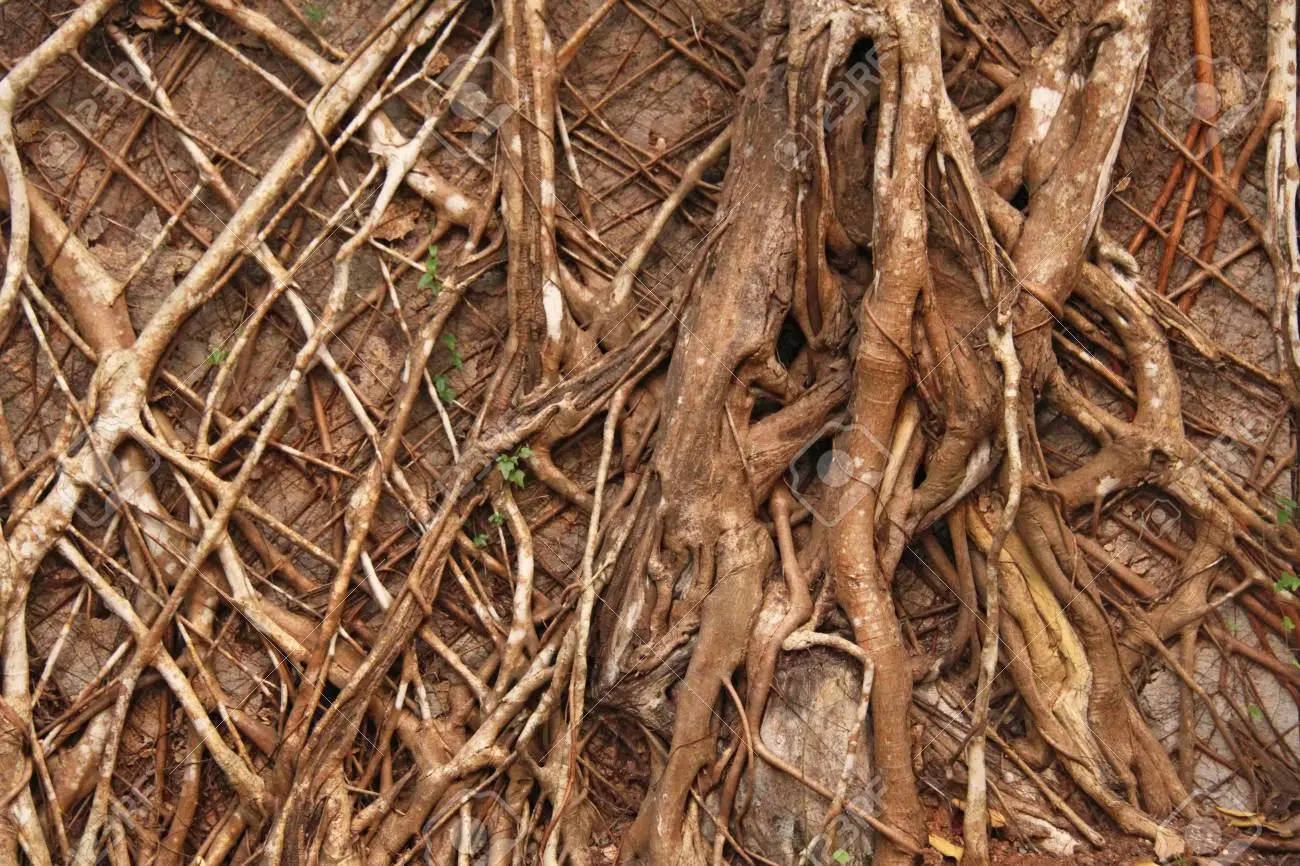 Goa India Tree Roots Wallpaper