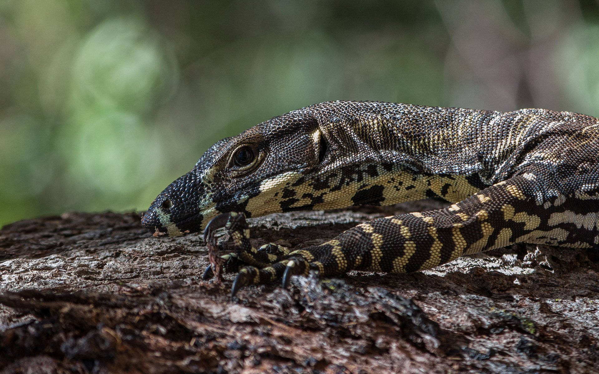 Majestic Monitor Lizard In Natural Habitat Wallpaper