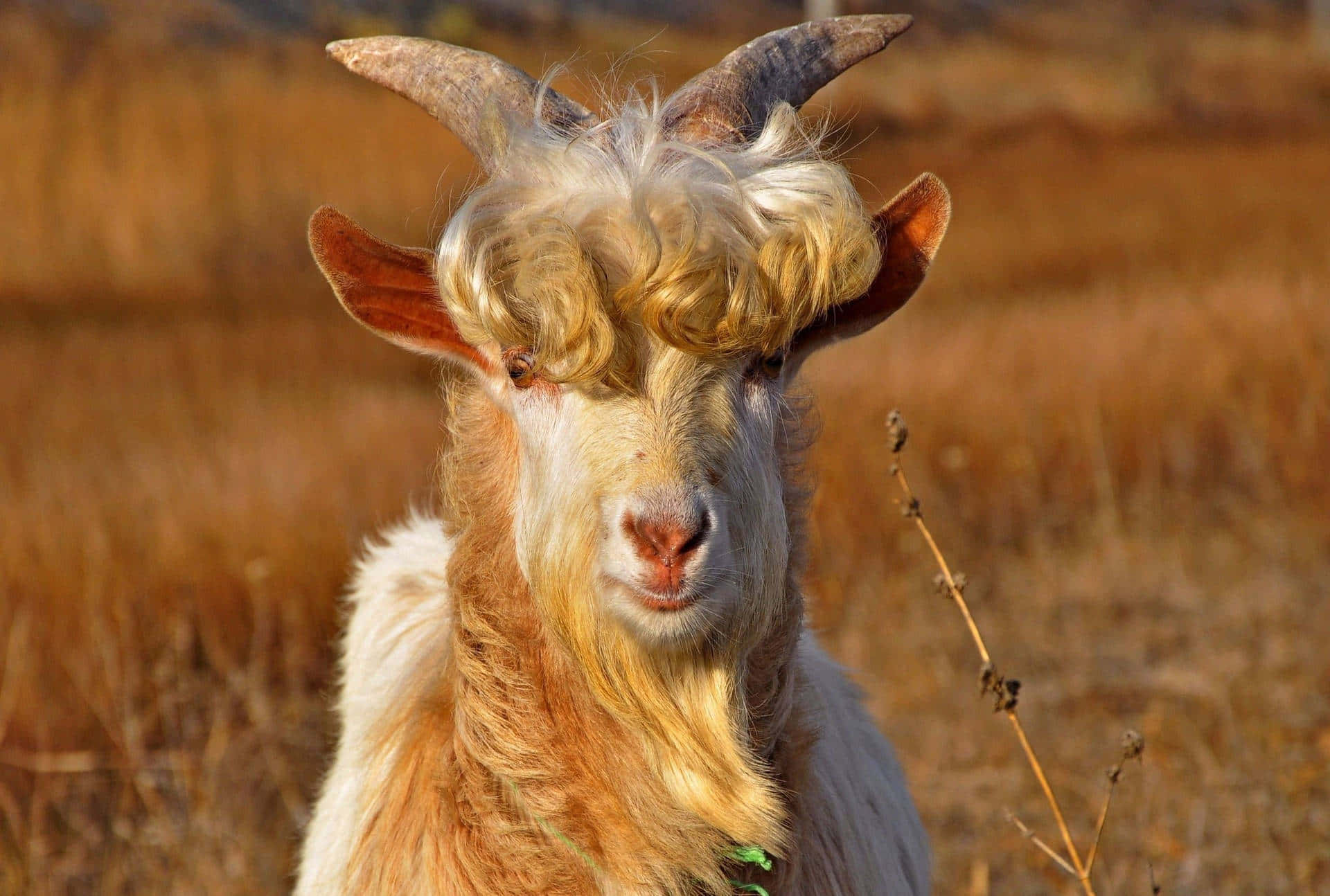 Goats with Blonde Coats - wide 2