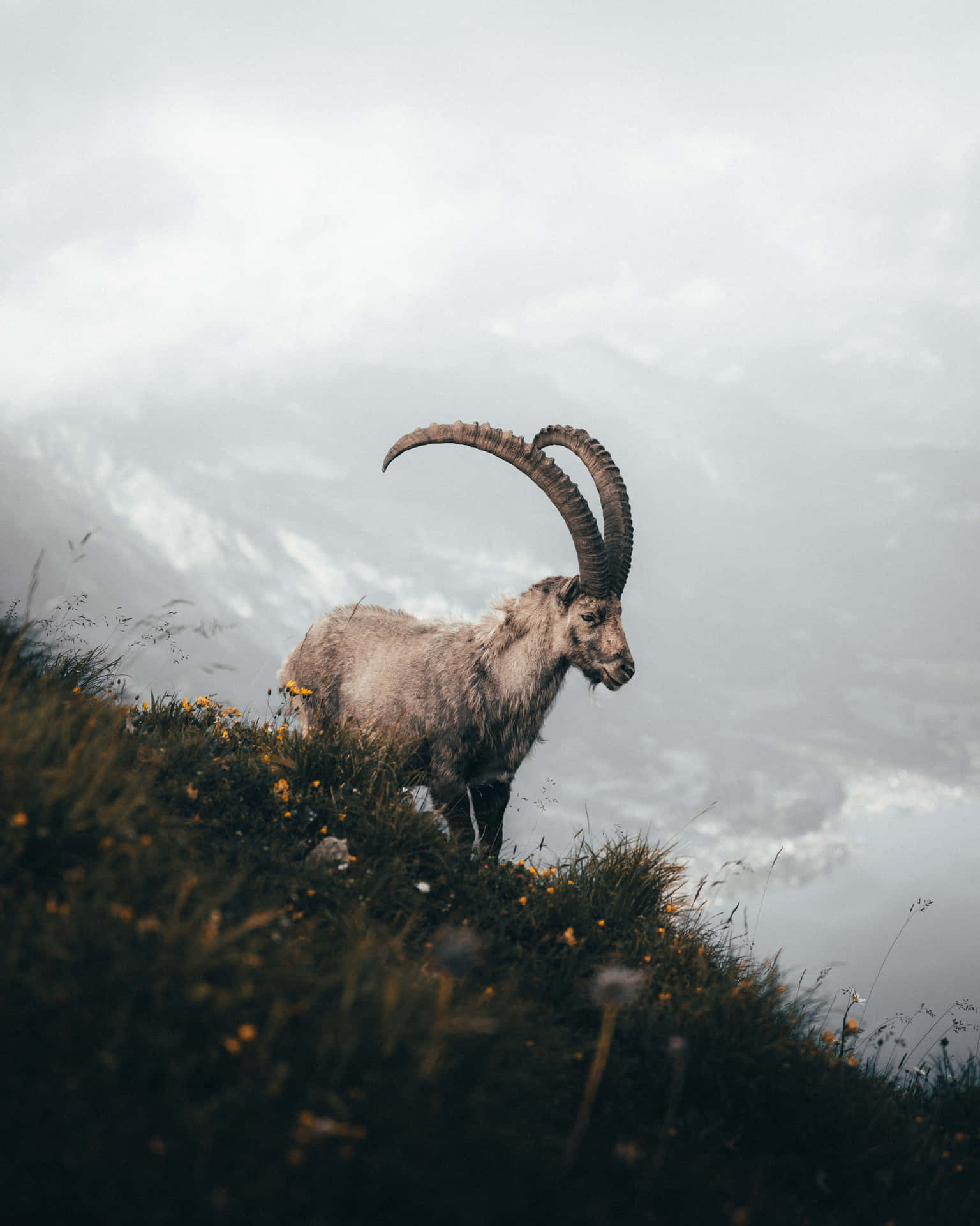 A Goat Is Standing On A Hill