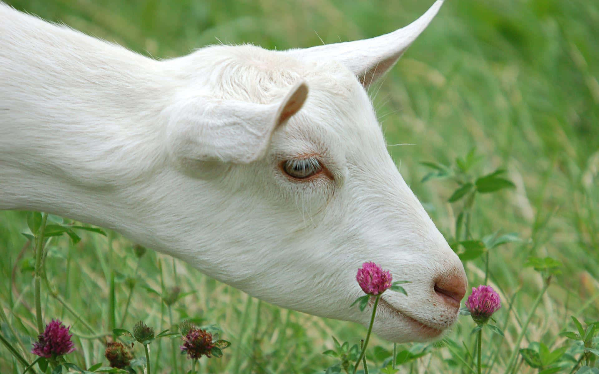 A close-up of a goat's face