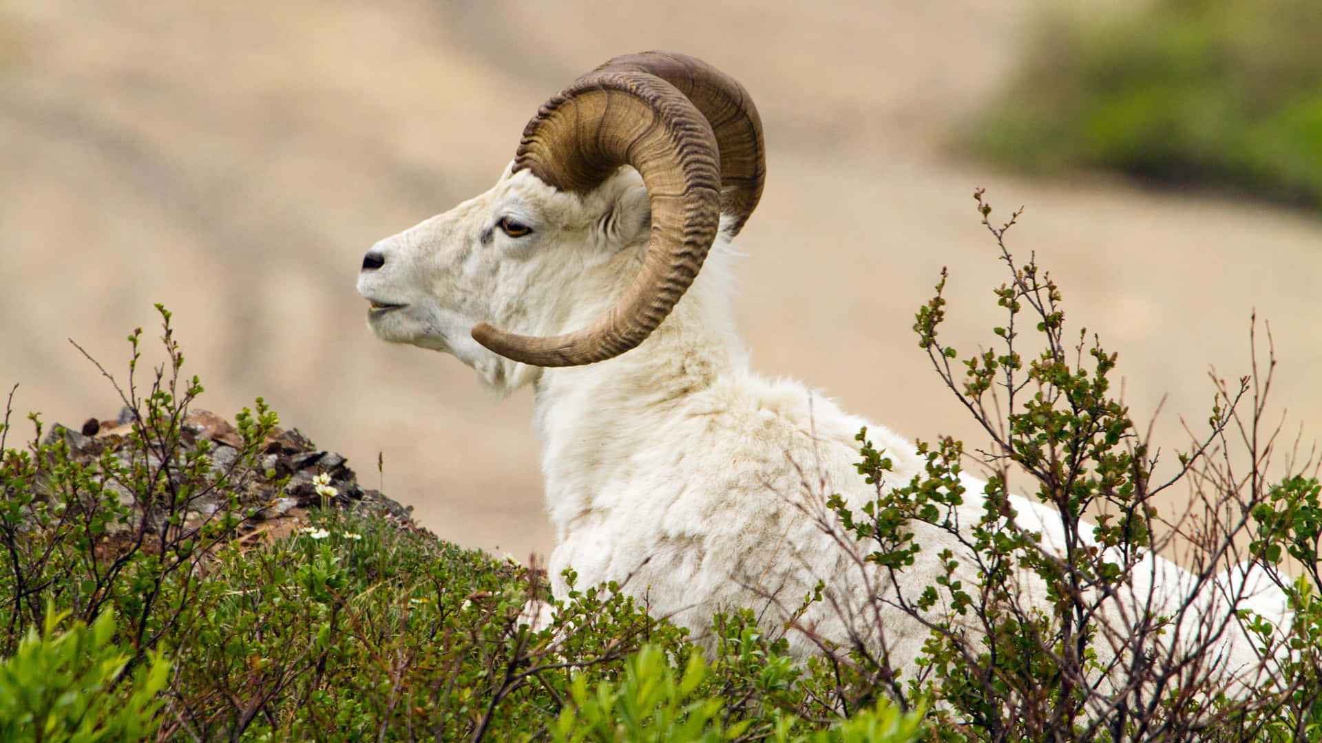 A White Ram Is Sitting On A Hillside