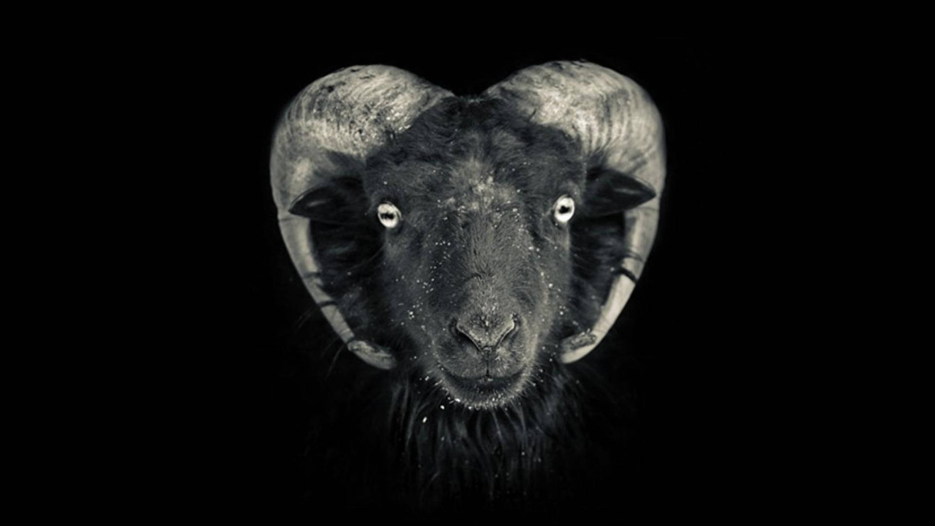Goat Head In Black Wallpaper