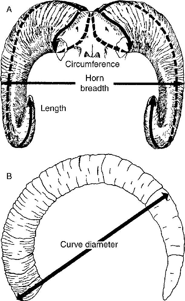 Goat Horn Measurements Diagram PNG