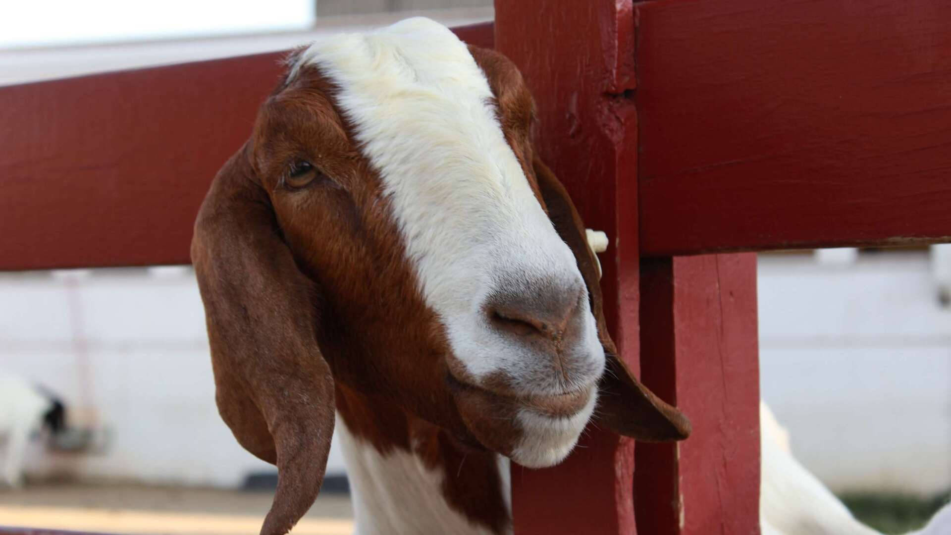Goat In Red Wooden Fence Wallpaper