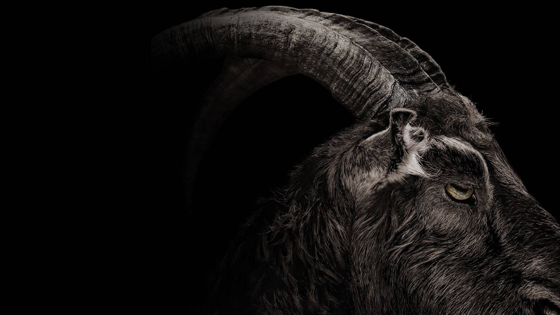 Goat In The Dark Wallpaper