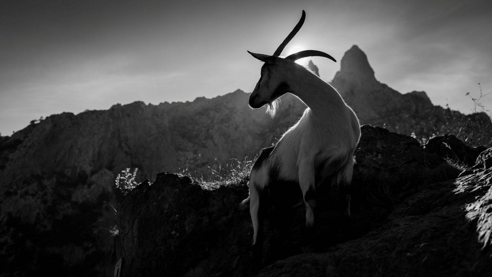 Goat On A Mountain Wallpaper