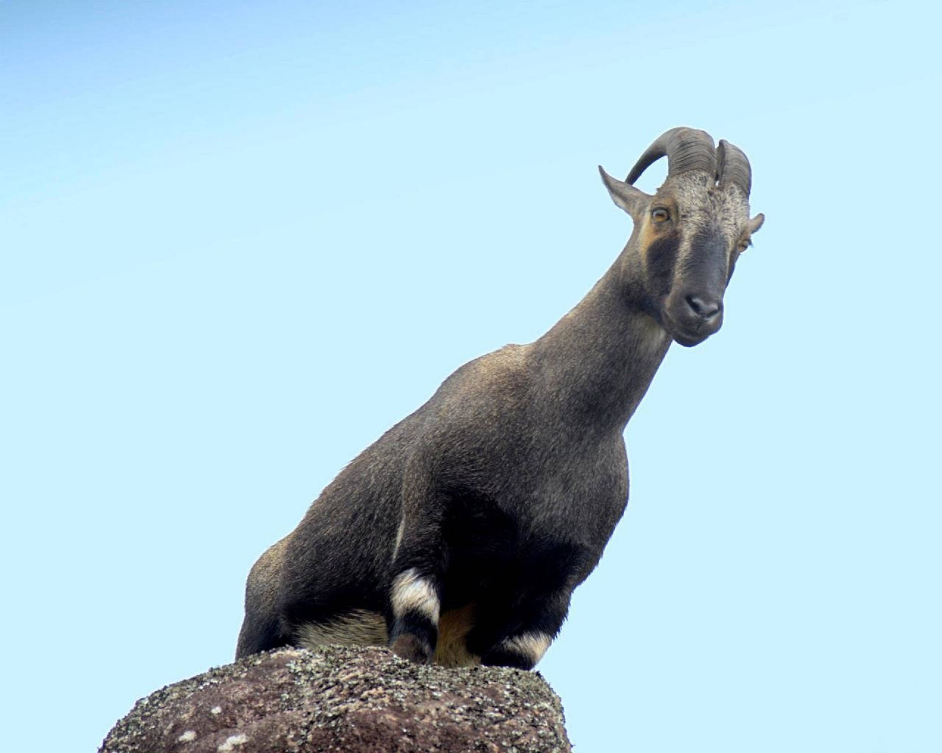 Goat On Rock Wallpaper