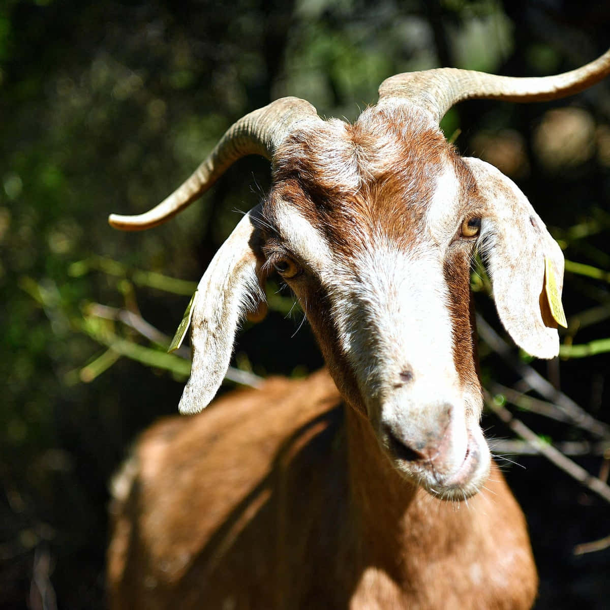 Goat Under Sunlight Picture