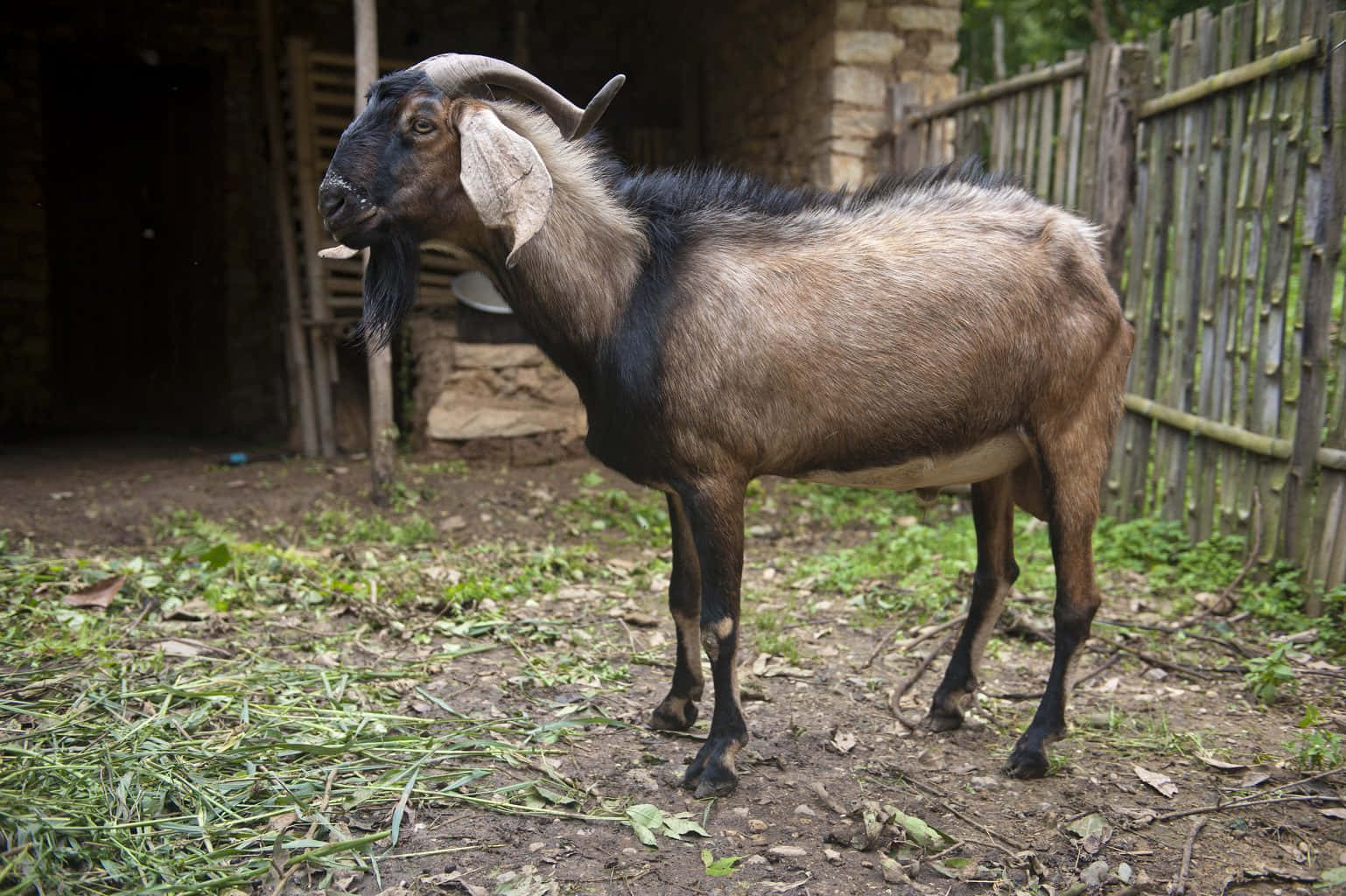 Brown Goat Picture