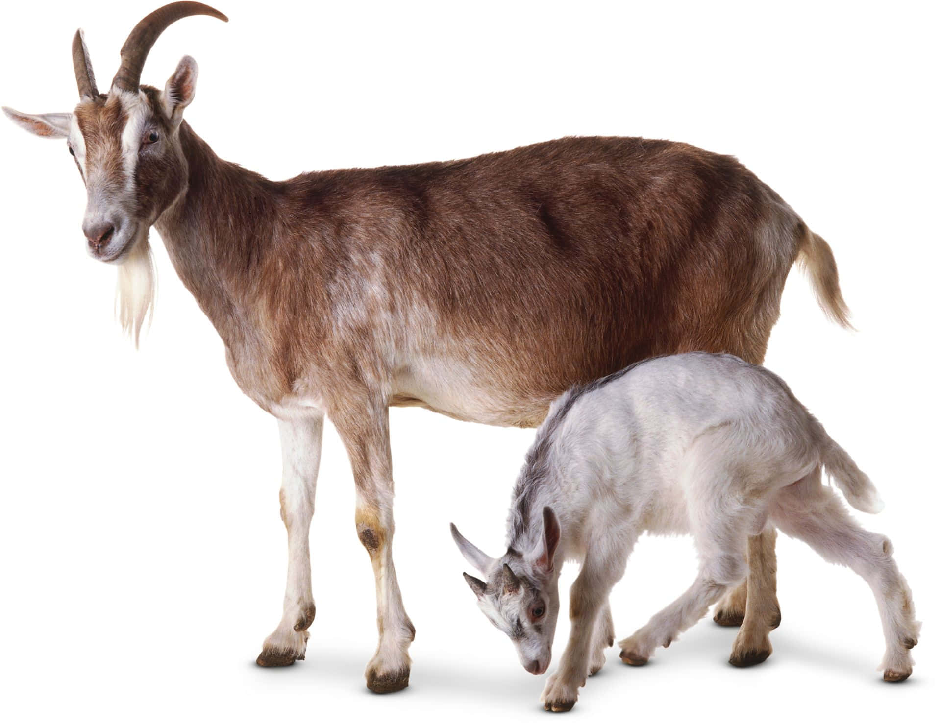 Goat&Calf Picture
