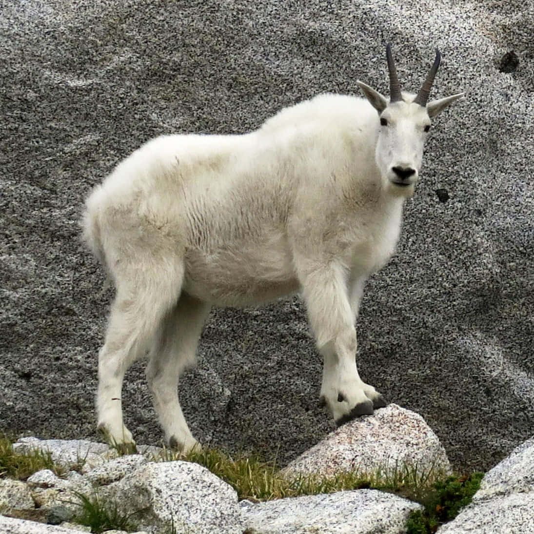 White Mountain Goat Picture