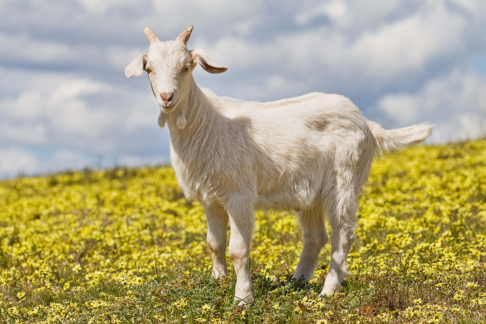 Goat On Field Picture