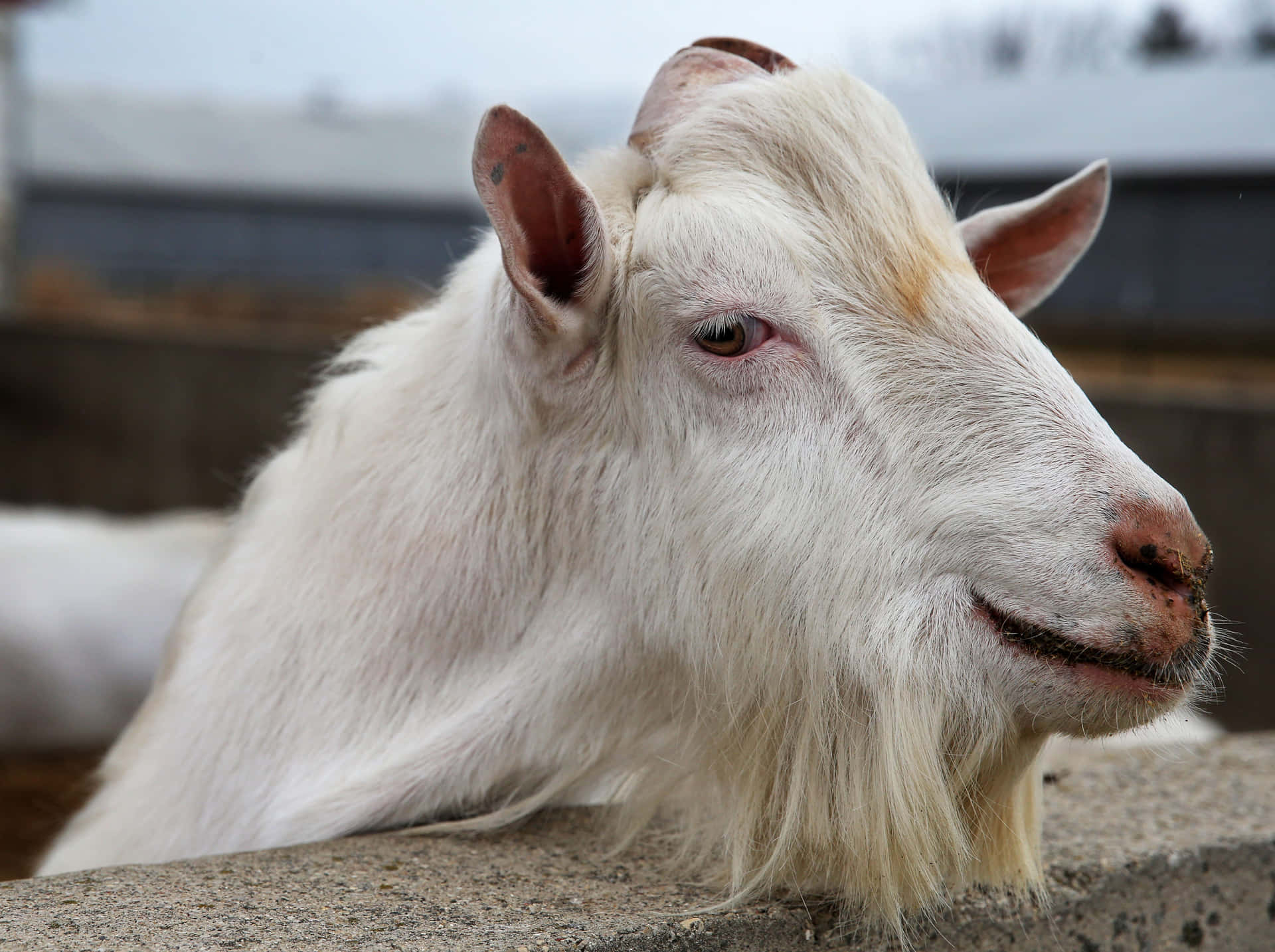 White Goat Picture