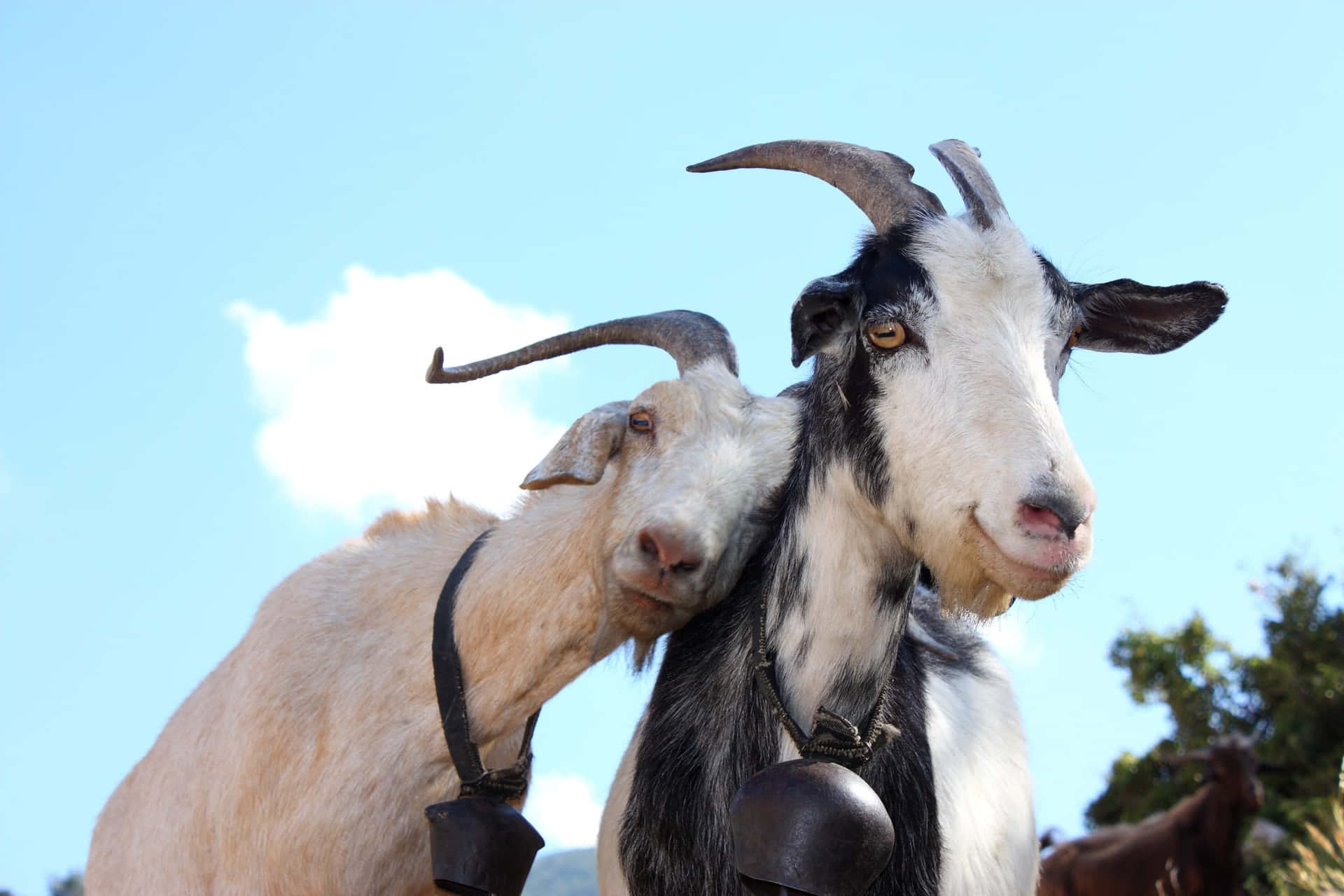 Goats Bonding Picture