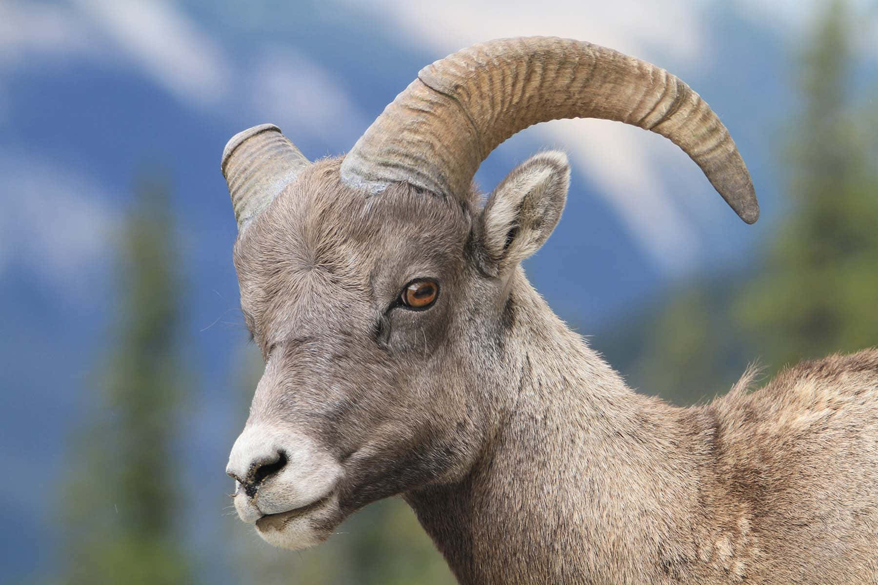 Grey Goat Picture