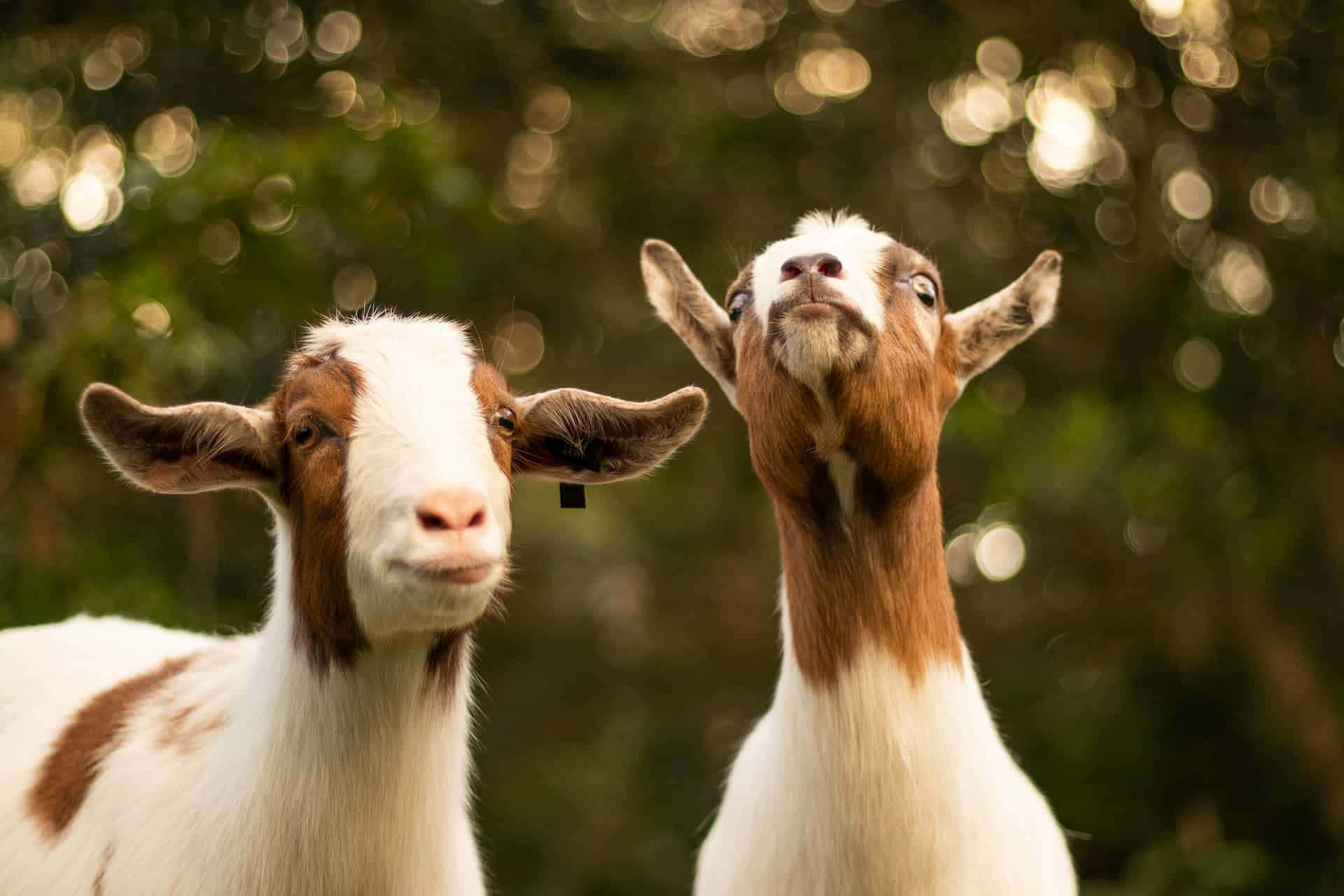 Two Goats Picture