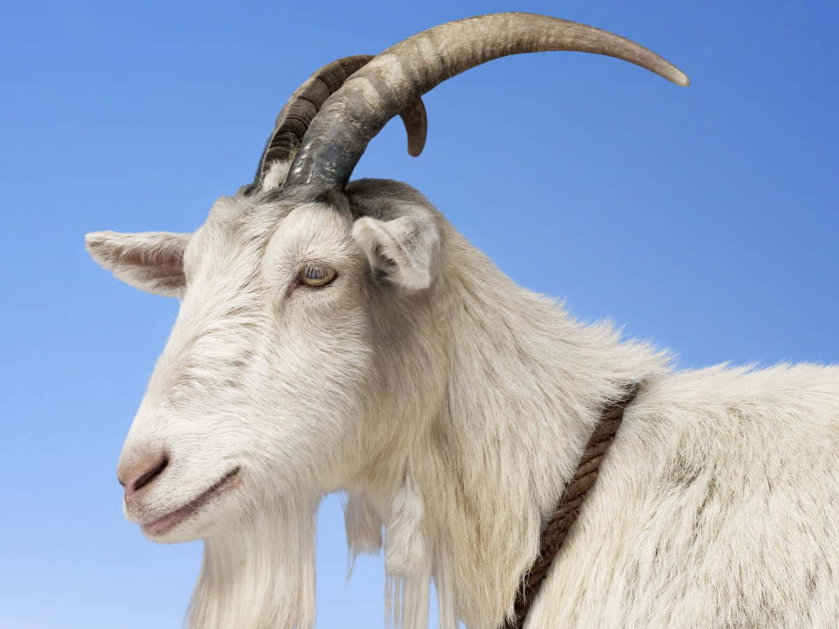 Goat Closeup Picture