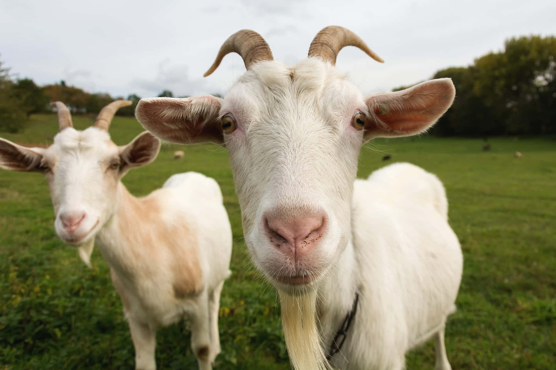 Goat Closeup Picture