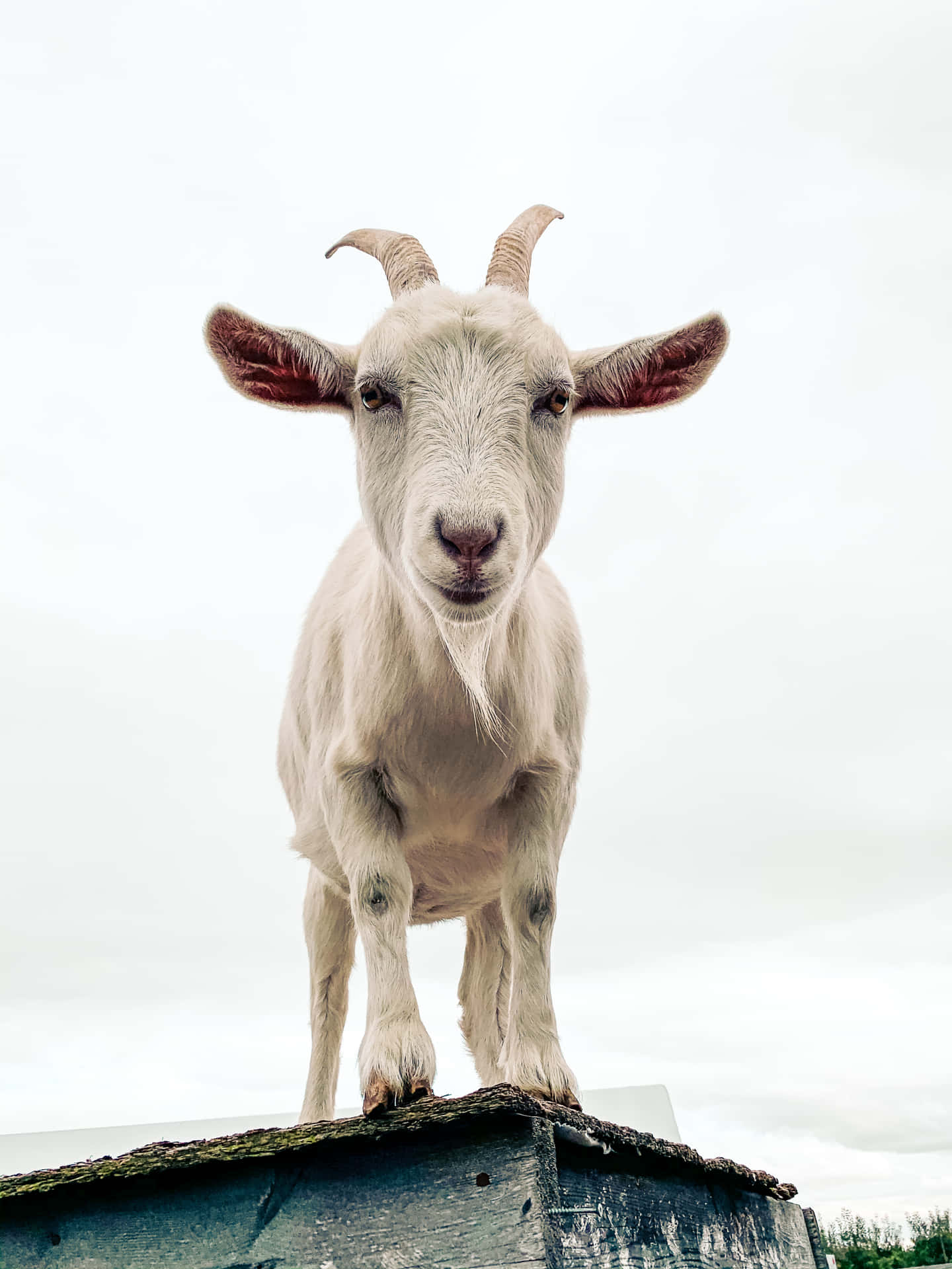 White Goat Picture