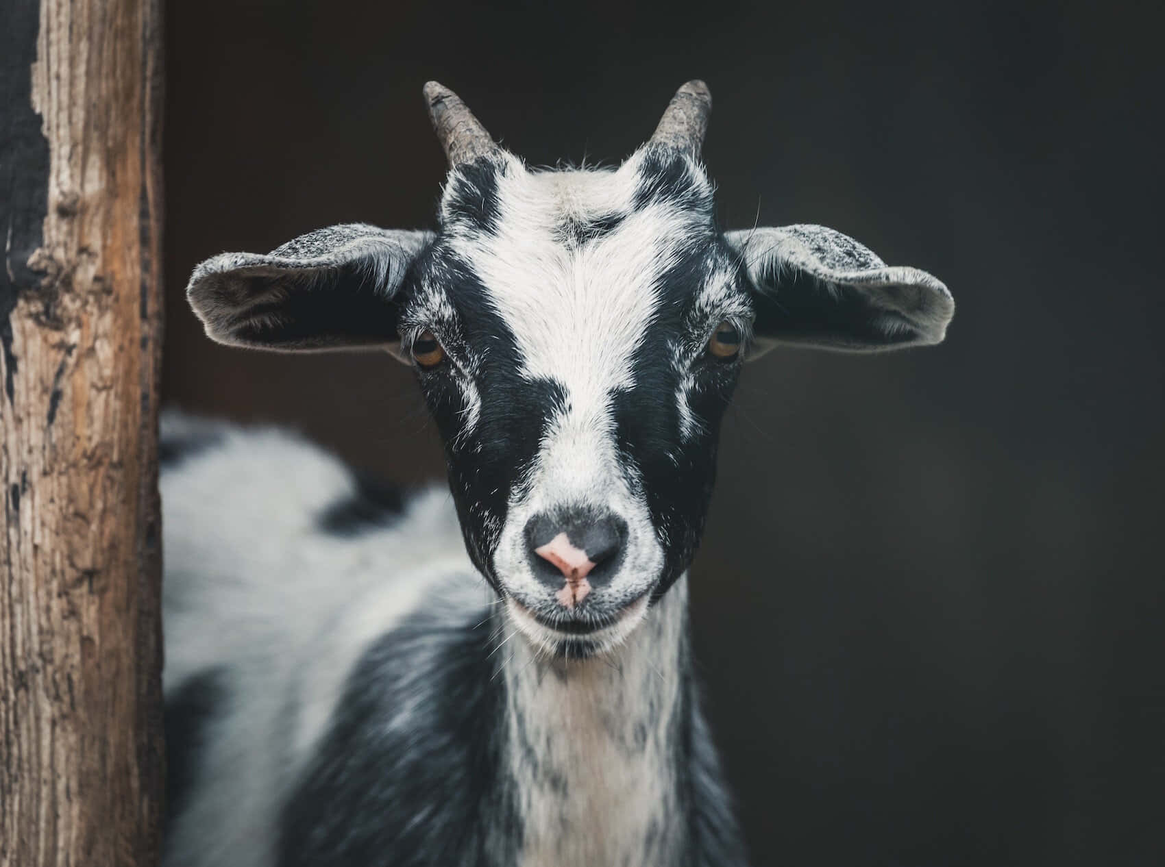 Black&White Goat Picture