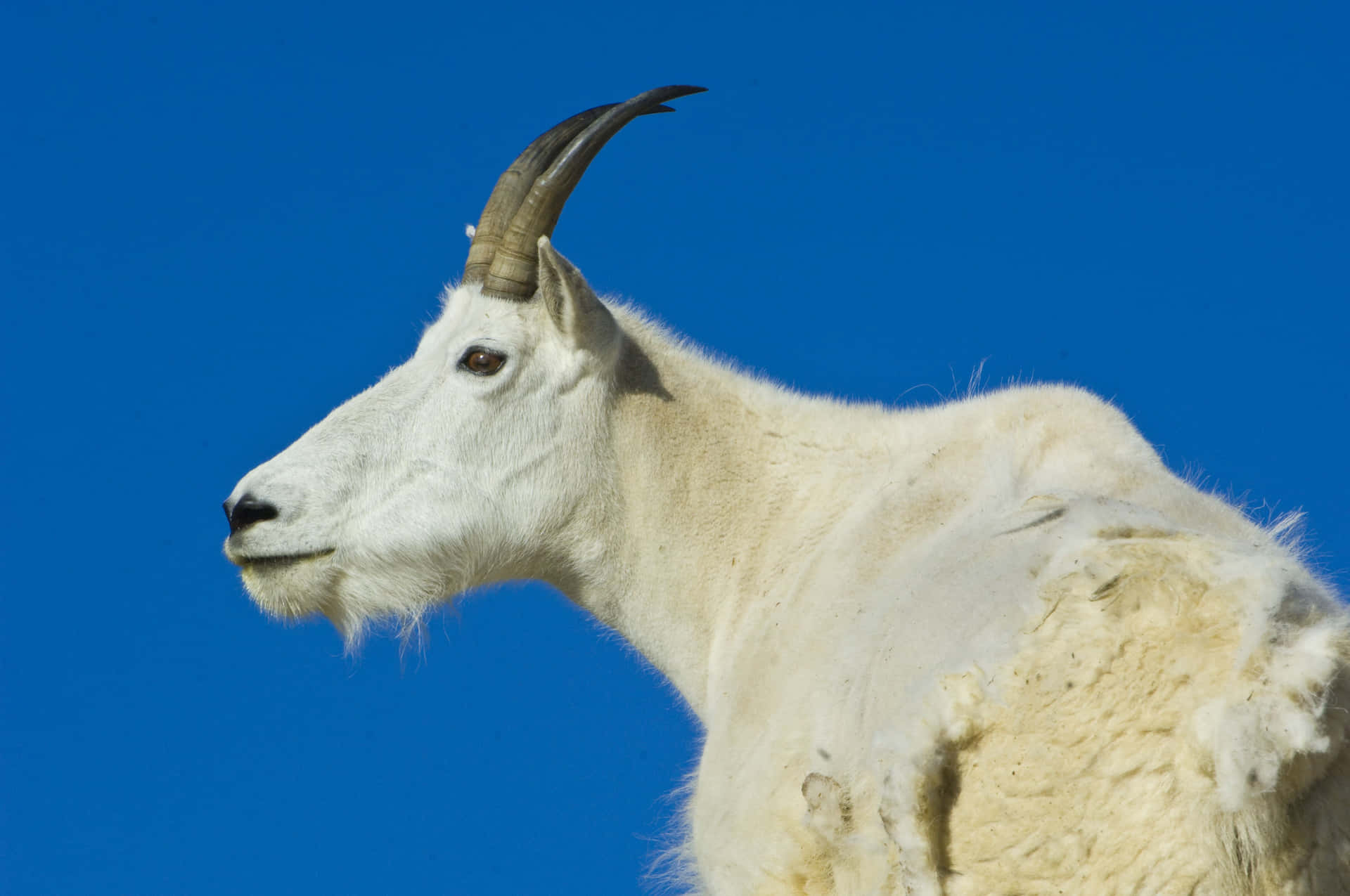 Mountain Goat Picture