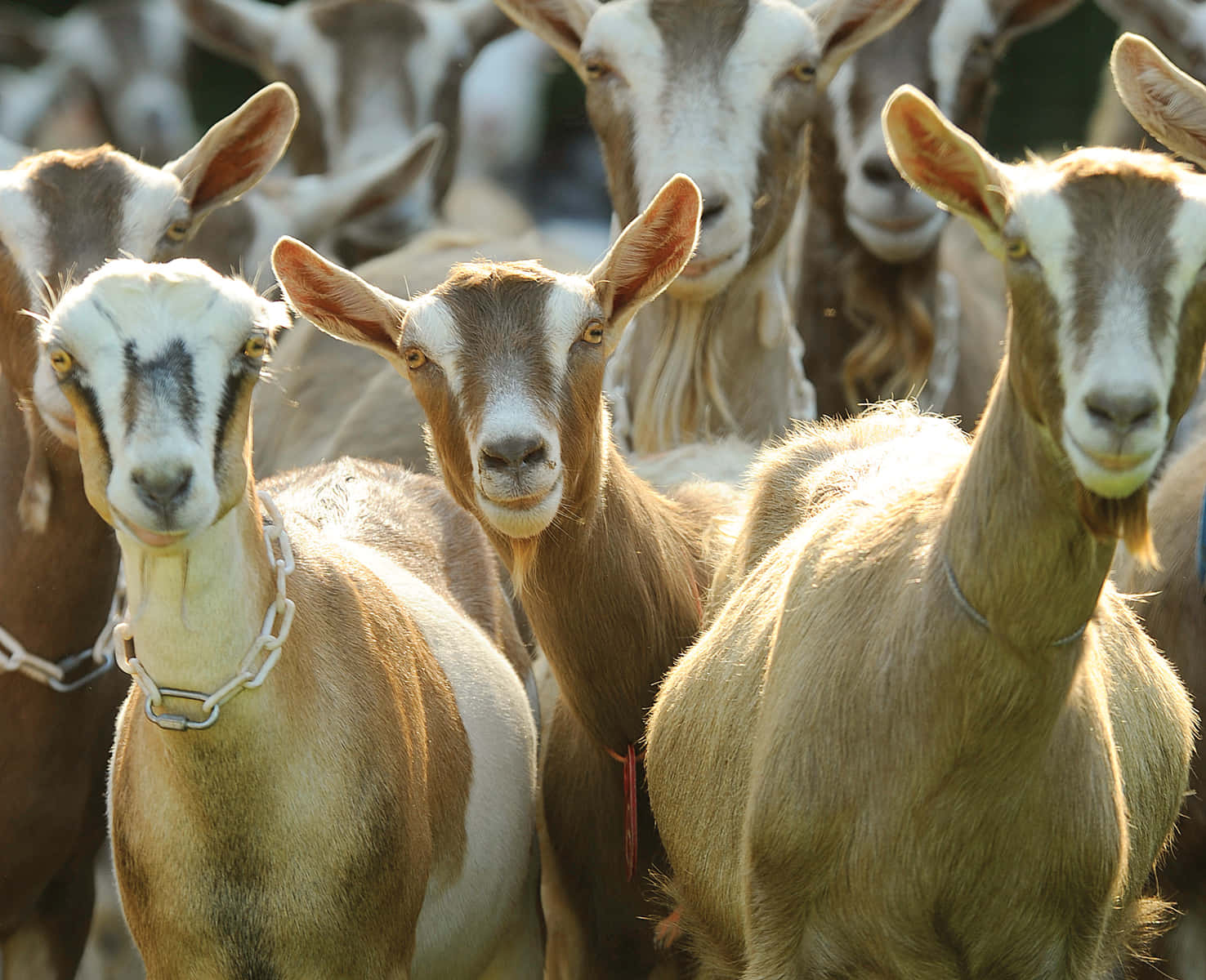 Herd Of Goat Picture