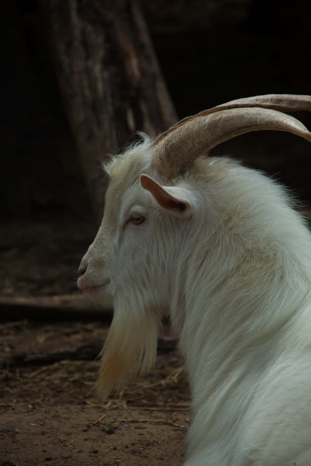 Hike through the mountains with a Goatsy companion