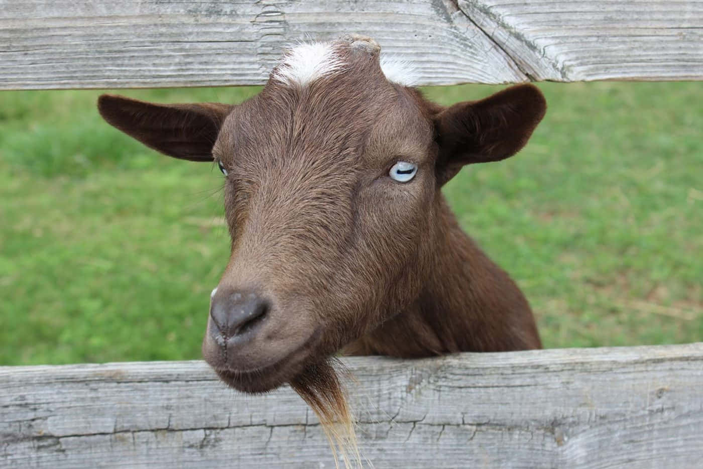 An inquisitive goat looks off into the distance