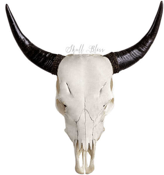 Goat Skullwith Long Horns PNG