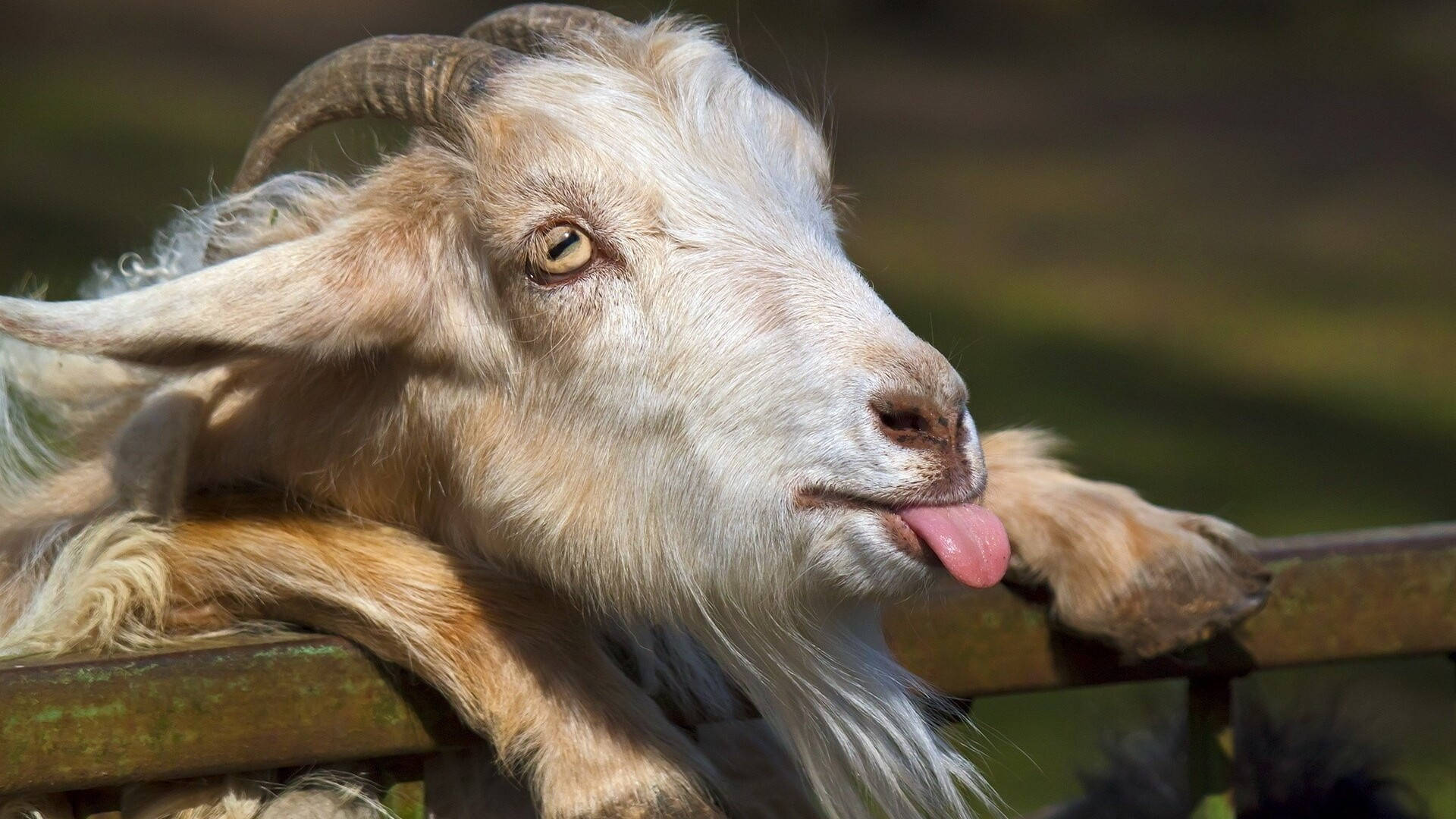 Goat Tongue Out Wallpaper