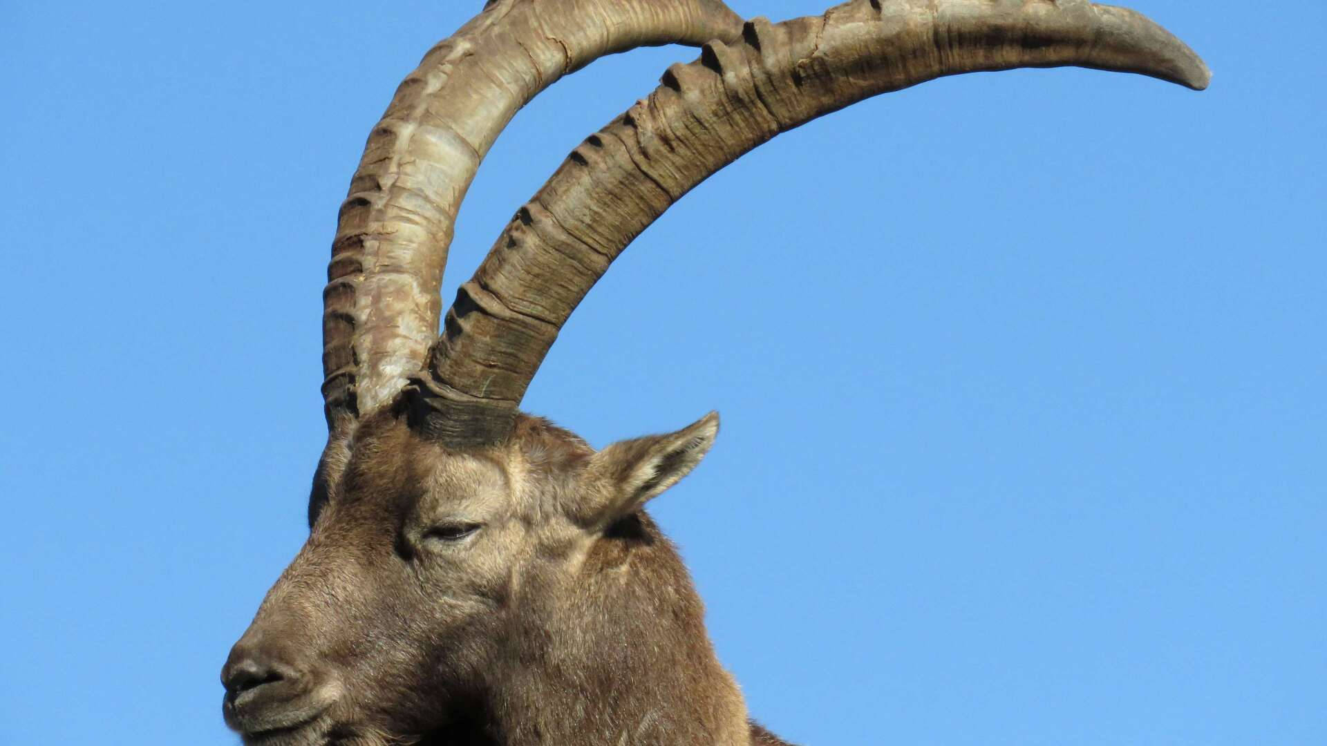 Goat With Long Horns Wallpaper