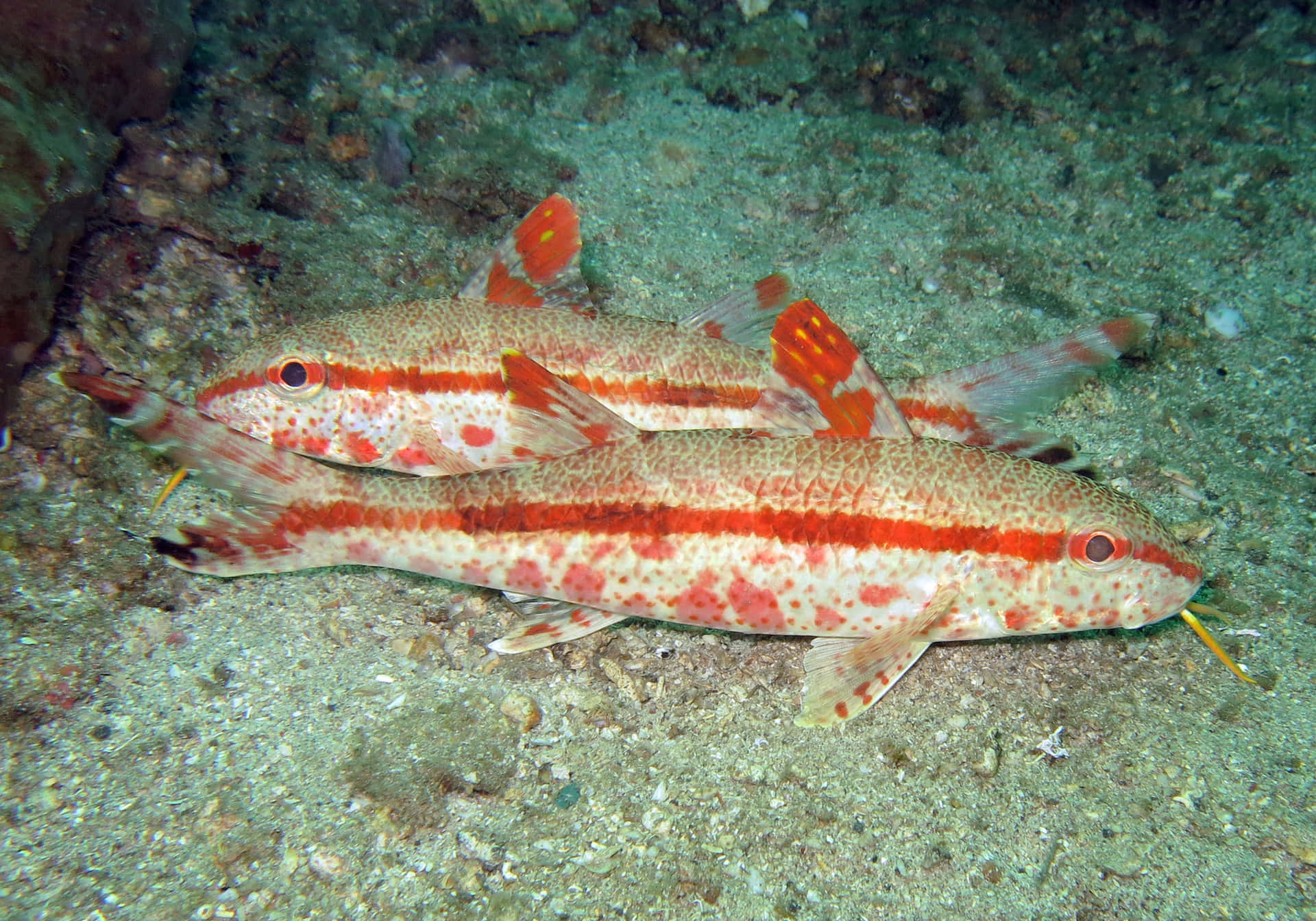 Duo De Poissons Chèvres Reposant Sur Le Fond Marin Fond d'écran