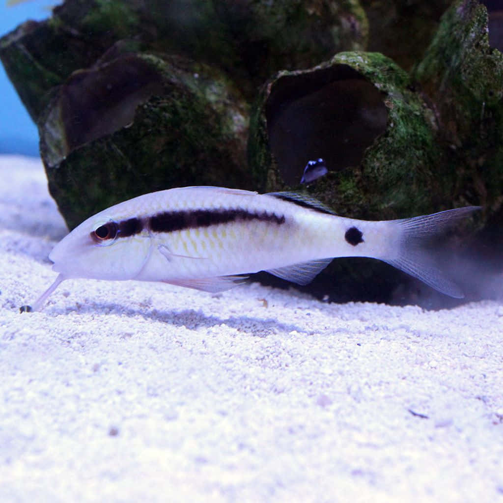 Poisson Chèvre Sur Le Fond Sablonneux De L'aquarium Fond d'écran