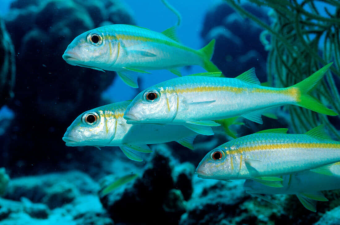 École De Poissons Chèvres Sous L'eau Fond d'écran