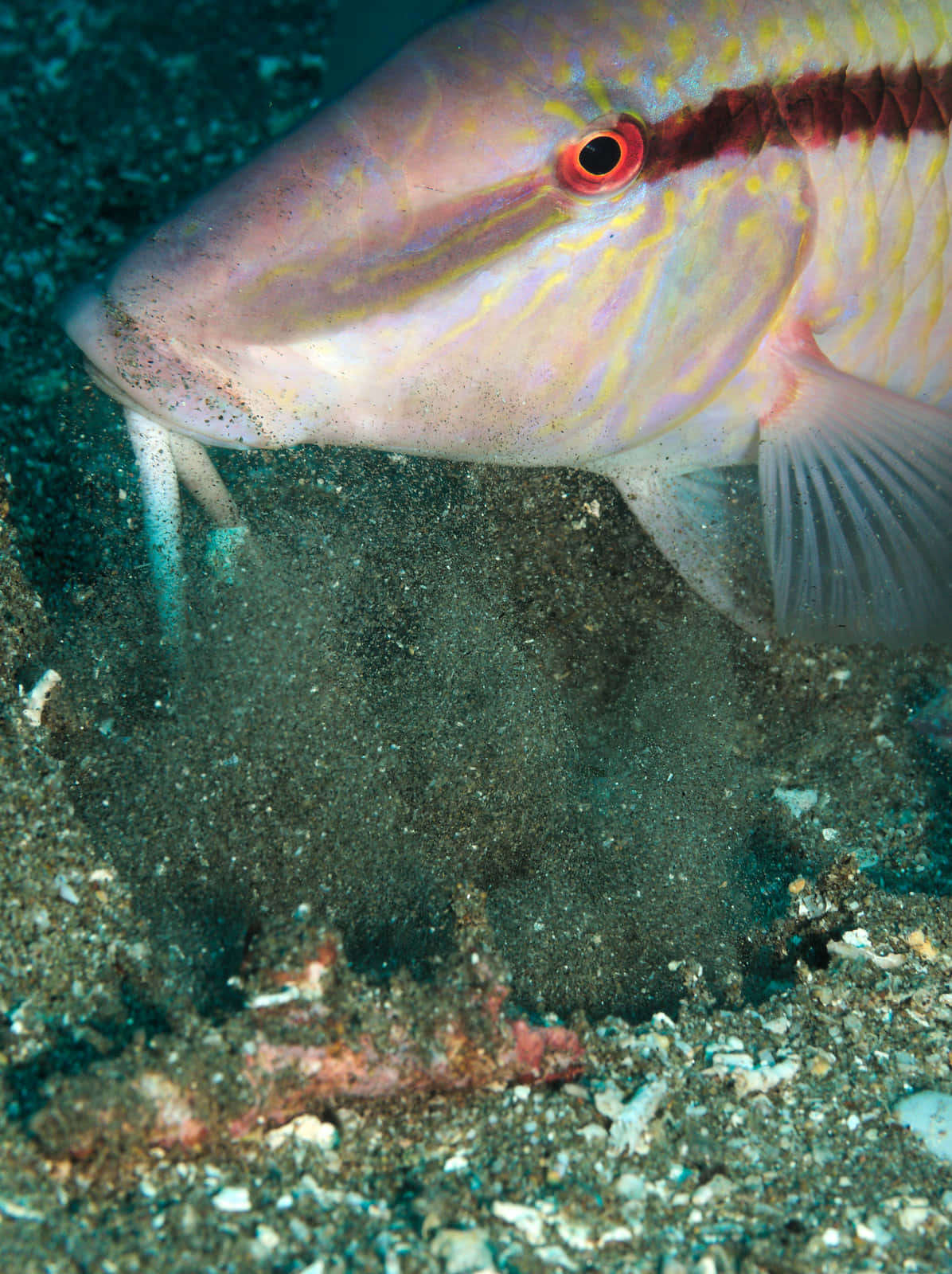 Poisson-chèvre Cherchant De La Nourriture Sous L'eau.jpg Fond d'écran