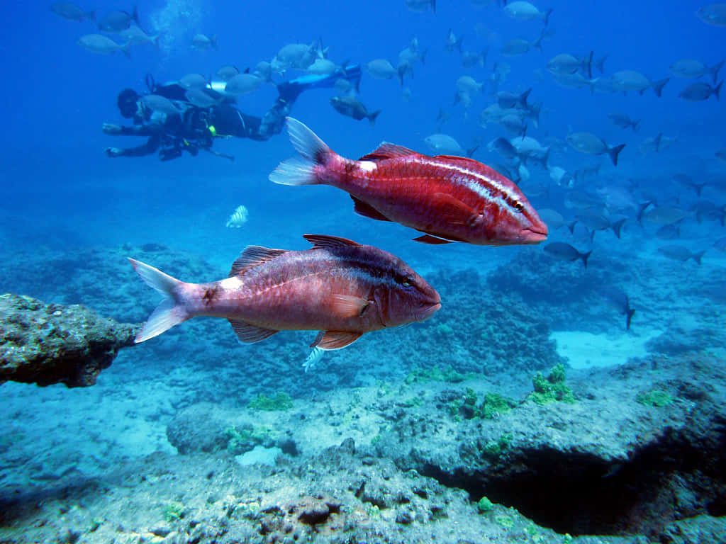 Poissons Chèvres Nageant Près Du Récif De Corail Fond d'écran