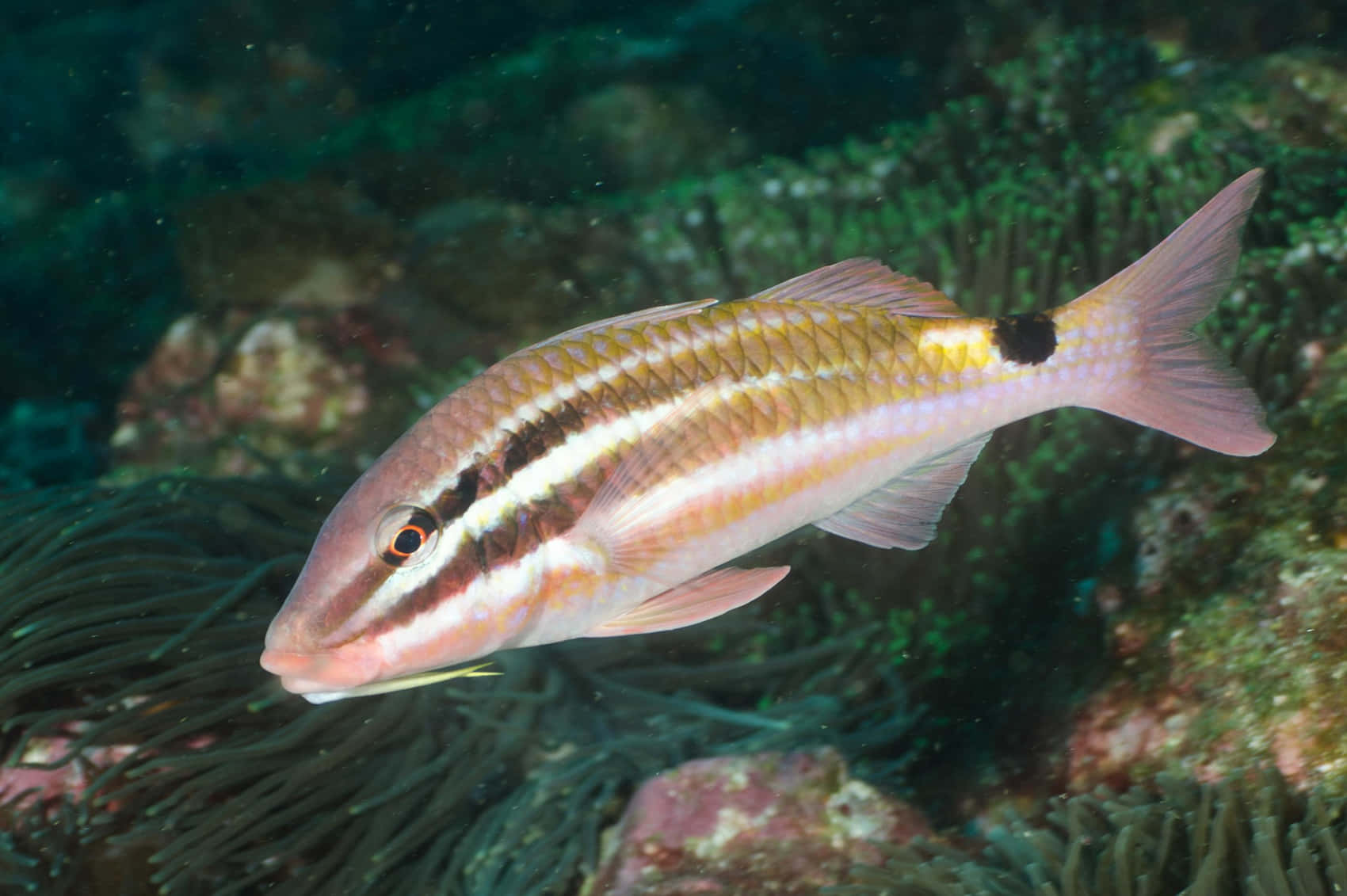 Goatfish Swimming Over Coral Reef.jpg Wallpaper