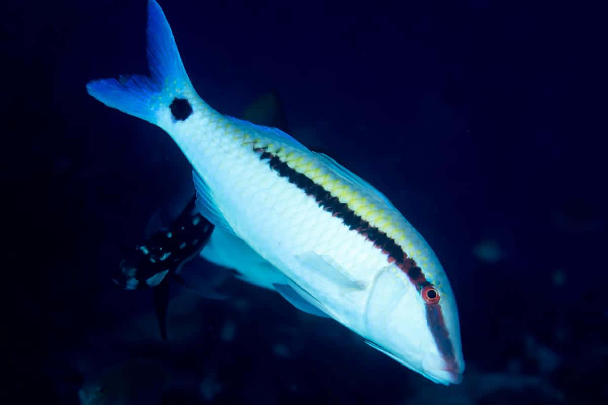 Poisson Chèvre Nageant Sous L'eau Fond d'écran