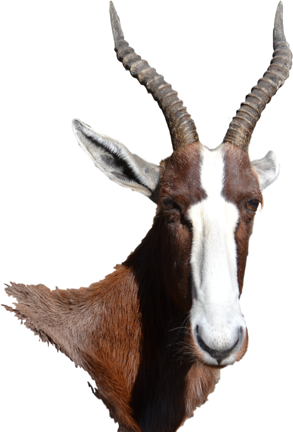 Goatwith Prominent Horns PNG