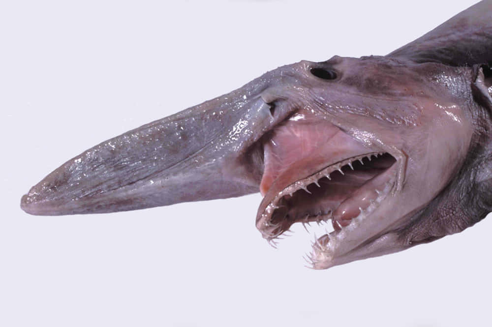 Goblin Shark Slimy Scary Picture